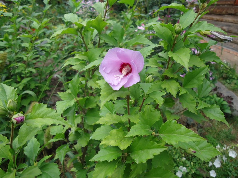 Free Images : nature, blossom, leaf, flower, floral, green, red, botany, pink, f