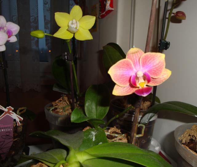 Phalaenopsis Maria Therese Мария Тереза - YouTube