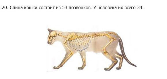 Факты про кошек интересные